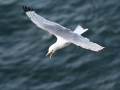 Black-legged-Kittiwake-in-flight_Chris-Barger