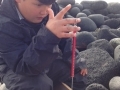 Chancey-weighing-a-least-auklet-diet-sample