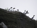 Common-Murre-chick-fledging_Ram-PapishJPG