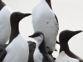 Common-Murres_Ram-Papish