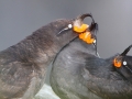 Crested-Auklets_Ram-Papish