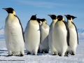 Emperor-Penguin-Sandwich