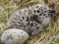 Glaucous-winged-gull-chick_Chris-Barger