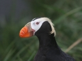 Handsome-tufted-puffin_Chris-Barger