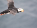Horned-Puffin_Chris-Barger