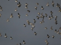 Least-Auklet-flight_Ram-Papish