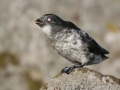 Least-Auklet_Ram-Papish