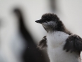 Murre-chick_Ram-Papish
