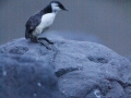 Murre-fledgling_Ram-Papish