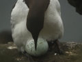 Murre-incubation_Chris-Barger
