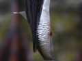 Murres-deliver-a-single-prey-item-at-a-time-to-their-chick