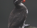 Parakeet-Auklet_Chris-Barger