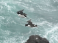 Thick-billed-murres-playing-in-the-wind_Chris-Barger