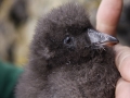 Tufted-Puffin-Chick_Ram-Papish