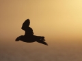 Tufted-Puffin-flying-into-the-sunset_Ram-Papish