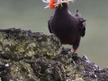 Tufted-Puffin-with-nesting-material