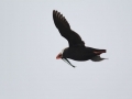 Tufted-puffin-delivering-a-huge-fish-to-its-chick