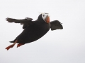 Tufted-puffin_Ram-Papish