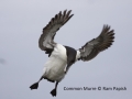 common-murre-in-flight_Ram-Papish_small