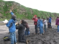 counting-murres-on-St.-George