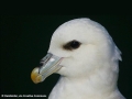 fulmar_Rainbirder_web