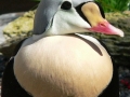 king-eider_by-mharrsch