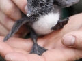 murre-chick-with-egg-tooth_Ram-Papish