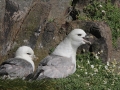 northern-fulmar_rainbirder