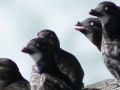 seabird-resource-links