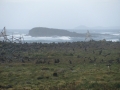 seals-rule_small
