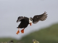 tufted-puffin-landing_Ram-Papish