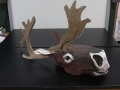 Camp 2015_Reindeer_Ram Papish