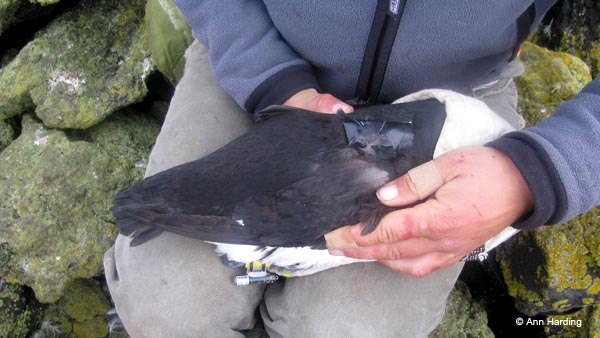 Thick-billed-murre-with-GPG-logger-on-back
