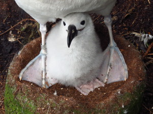 Caitlin Kroeger_GreyHeaded Albatross