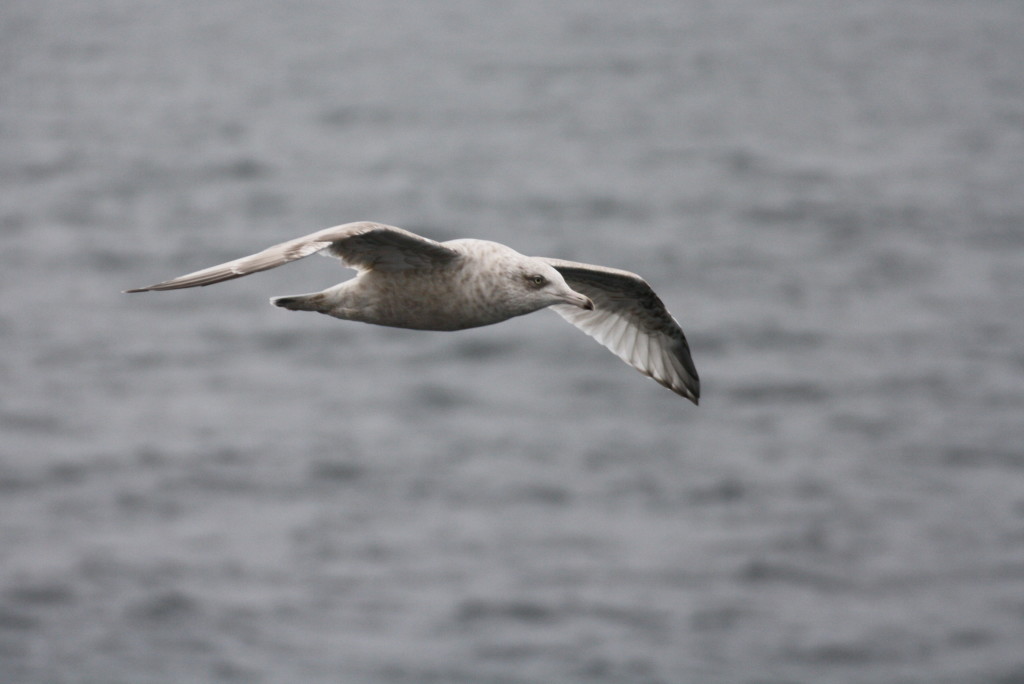 A very conspicuous Vega Gull following the ship