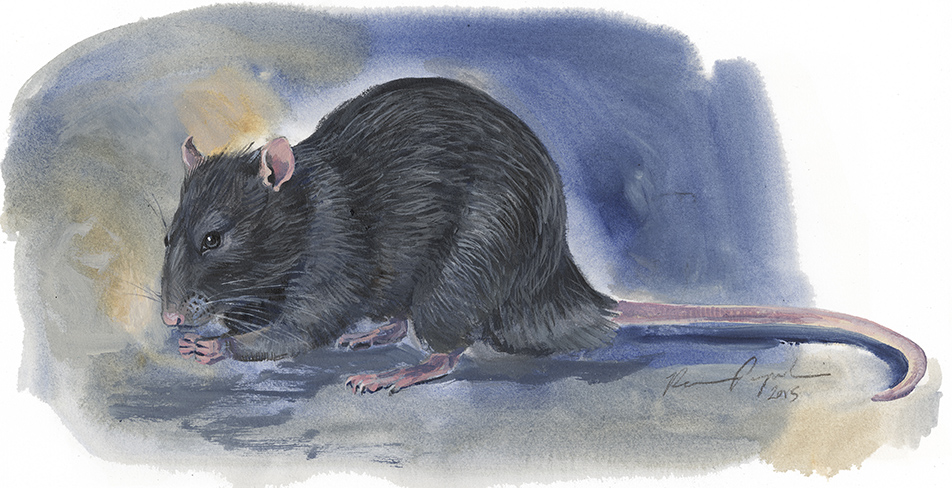 Rat Illustration